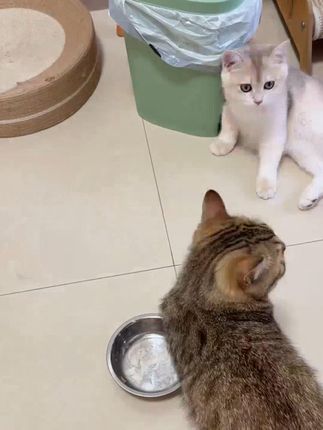 狗狗零食鸭肉片泰迪金毛磨牙棒训练狗零食宠物鸭肉干 #萌宠出道计划 #金渐层 #动物的迷惑行为 #傻猫的日常 #干饭最积极的小猫