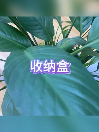 收纳盒 #侧门储物 #果蔬保鲜 #6个装 #厨房杂物 #套装