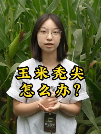 玉米秃尖怎么办? #农资肥料 #农业种植 #化肥 #肥料 #三农
