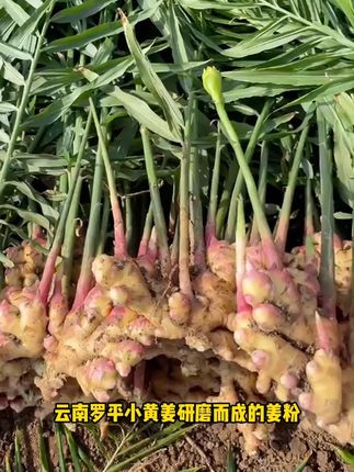 【小黄姜粉】正宗云南小黄姜粉生姜粉老姜粉食用级纯姜粉250克罐装 #姜粉 #小黄姜粉 #创作灵感 #姜 #纯天然无添加