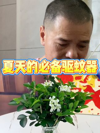 夏天的必备驱蚊神器#潮州 #揭阳 #汕头 #盆景 #绿植