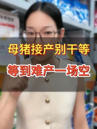 母猪生产的时候只会干等着可不行,早做准备才能不难产,生的快#母猪养殖技术 #自繁自养 #所有养猪人