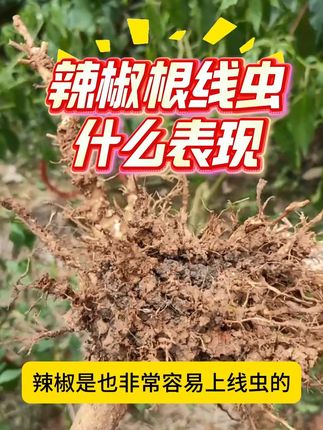 辣椒得了根结线虫,有什么表现 #辣椒 #咔线 #根结线虫 #叶面喷施