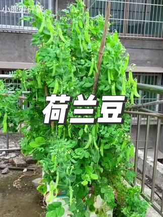 秋天又到了种荷兰豆的时候了,你的种子准备好了吗 #荷兰豆 #蔬菜种子 #我的小菜园 #三农