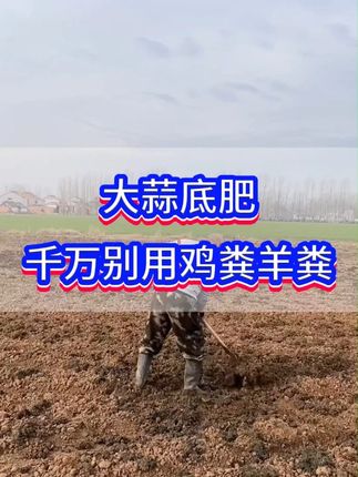 #大蒜增产增收 #三农 #紫皮大蒜 #大蒜种植 #农业种植