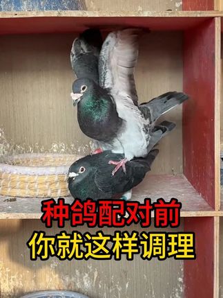 种鸽配对前调理,你做对了吗 #赛鸽 #鸽子繁殖 #养鸽人 #赛鸽信鸽 #赛鸽知识分享 L