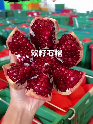 四川会理软籽石榴成熟了,不用吐籽的石榴,#石榴 #软籽石榴 #新鲜应季水果