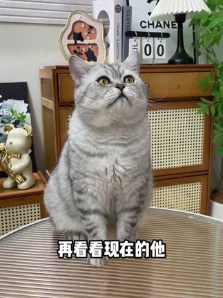 夏天到了,猫咪的换毛季节也来了,不想猫毛满天飞的快试试鱼油片吧#萌宠好物 #新手养宠 #科学养宠攻略