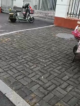 红葱头种四季葱头干新鲜葱头花盆栽红葱头种四季香葱火葱种子葱头#葱头#四季葱头#红葱头#盆栽红葱头