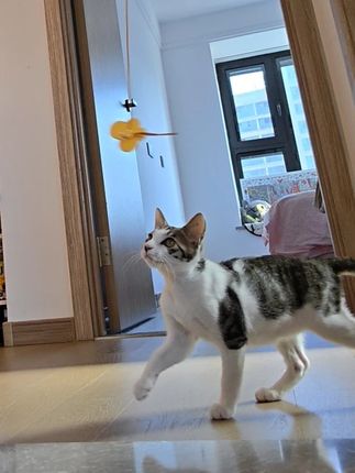 原来小猫也会抑郁症,希望自己的小猫每天都开开心心! #猫咪 #萌宠出道计划 #养猫人 #猫咪玩具 #新手养猫