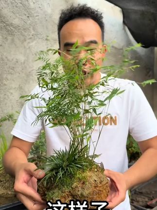 【新手懒人水培绿植】吸水石禅意米竹子上水石盆景假山茶室桌面盆栽#水培绿植 #米竹子盆景 #吸水石盆景 #新手盆栽 #茶室盆栽