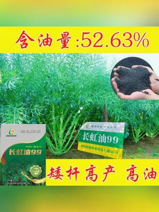 新品种油菜种子高产杂交油菜种子出油率高矮杆耐寒抗病抗倒油菜苗#油菜种子 #木森推荐