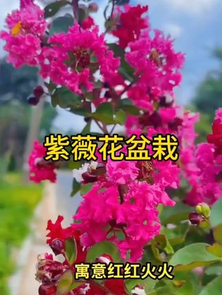 紫薇花盆栽阳台庭院四季好养绿植盆景耐寒耐高温花卉原盆原土发 #紫薇花盆栽 #盆栽 #绿植盆 #花卉 #花盆栽