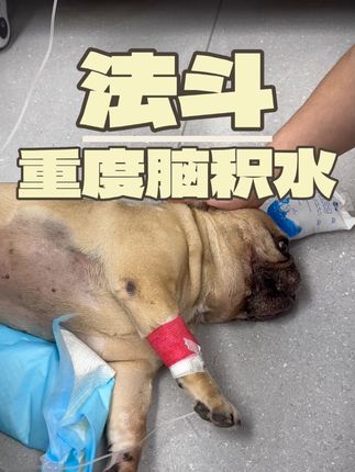 张政team宠物集诊