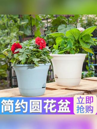 懒人花盆阳台种菜盆自动吸水长方形塑料花盆简约透气自带托盘清仓#懒人花盆 #阳台种菜 #自动吸水 #塑料花盆 #透气花盆