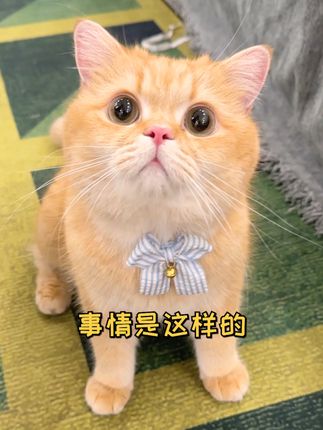 一只鱼蛋仔🐱