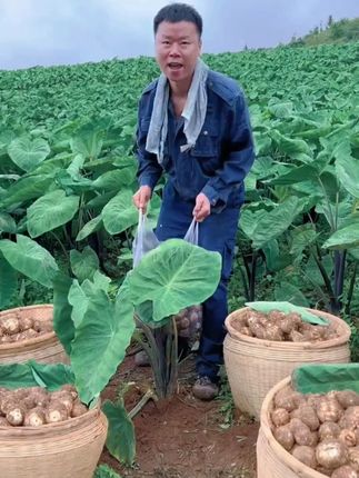 他可不是一般的芋头,果肉绵软细腻,口感软糯, 入口如牛奶般丝滑,所以得名牛奶小芋头!#牛奶芋头 #芋头 #优质衣产品