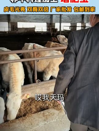 #养牛 #养牛人 #养牛技术