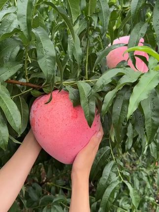 山东正宗的#脆蜜桃 又脆又甜!很浓的桃香味儿,就像小时候的味道#脆桃 #蒙阴脆桃