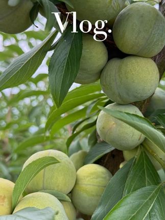 青脆李应季新鲜水果脆甜多汁现摘现发中通冷链包邮#青脆李子 #青脆李 #青脆李推荐