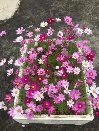 波斯菊花格桑花种子
