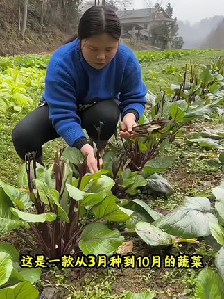 这个菜你吃过吗#红菜苔
