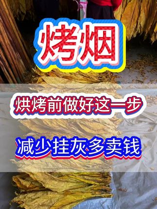 烤烟烘烤前做好这一步,减少挂灰杂色多卖钱。 #烤烟烘烤 #烤烟等级 #烤烟烘烤技术
