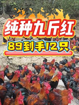 中秋福利,89到手12只,纯种九斤红,顺丰包邮,包活到家 #养鸡 #生态散养土鸡 #家禽 #山村散养鸡 #创业养鸡