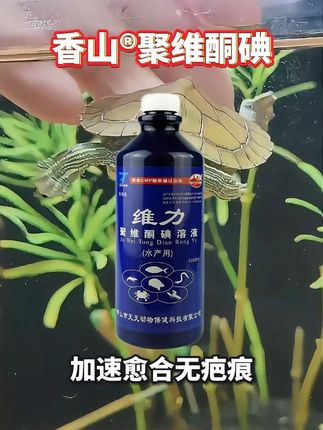 乌龟术后护理就用香山聚维酮碘~ #新农人计划2025 #养龟日常 #三农 #水族爱好者 #鱼缸