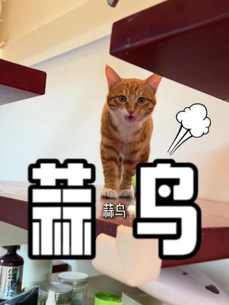 蒜鸟,和你们这些瘦猫家长说不明白 #猫粮 #养猫人 #妙汪天下精壮猫粮