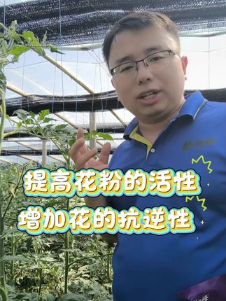 番茄花芽分化不好 最主要还是增加花粉活性 增加抗逆 #西红柿种植 #促花芽分化 #花壕牛 #花壕牛促花