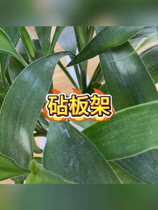 砧板架 #厨房整理 #锅盖收纳 #切菜板架 #不锈钢 #沥水
