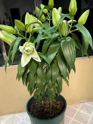 混色百合种球 香水重瓣盆栽秋花苗秋百合花种子冰美人