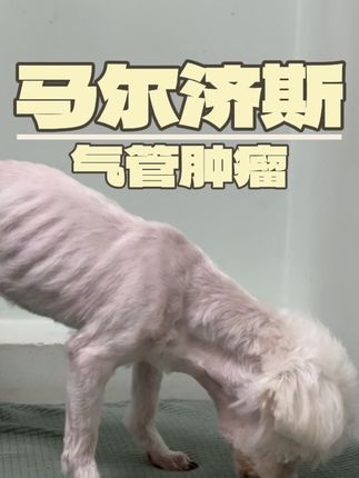 张政team宠物集诊