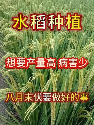 八月十九号出伏前的十几天,稻田里千万要做好的事 #水稻 #水稻种植 #水稻种植技术 #水稻施肥 #农业种植