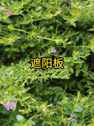 #遮阳板 #汽车遮阳板 #好物推荐