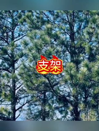 网红直播便携支架可伸缩可旋转折叠支架拍视频拍照直播落地三脚架#直播支架 #支架 #手机支架 #手机支架推荐 #折叠支架