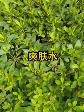 #爽肤水 #春日来信 #春日来信vc