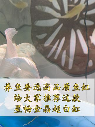 养鱼不选高品质鱼缸怎么行,给大家推荐这款星畅金晶超白缸 #鱼缸 #金晶超白缸 #超白鱼缸 #金晶超白 #星畅
