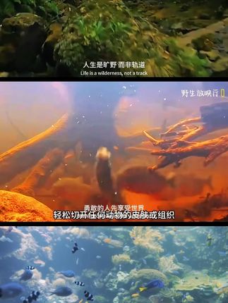 手机壳收纳盒