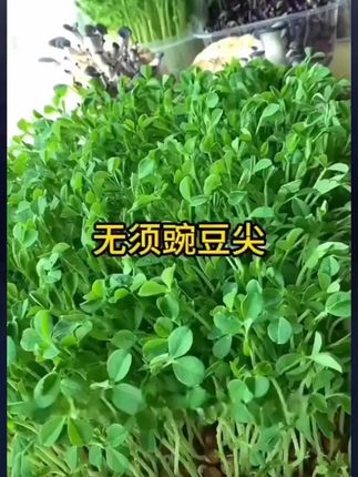 无须豌豆尖种子豌豆苗种子四季易种阳台盆栽芽苗菜春秋播蔬菜种子#豌豆尖种子 #阳台盆栽 #芽苗菜 #易种蔬菜 #四季播种