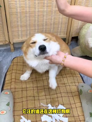 它汪的,不要在这样打狗了,快试试这个训犬神器,狗狗不抗拒!#宠物训犬拍 #狗子训犬鞭 #萌宠出道计划 #狗狗