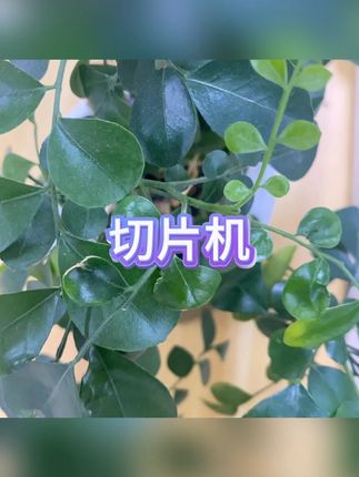肉片机 #羊肉卷切片 #冻肉刨片 #家用小型 #2把刀 #熟牛肉切片