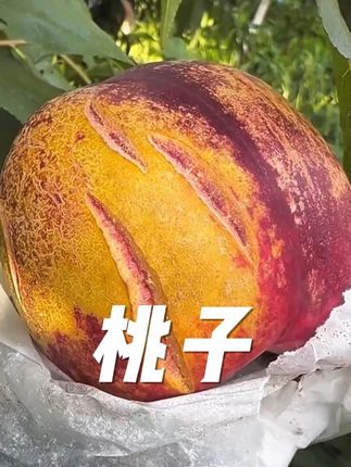 正宗大连老树麻脸丑桃上市了,它桃香浓郁,脆甜爆汁,嘎嘎好吃!现摘新鲜发货!#桃子熟了 #桃 #丑桃 #麻脸黄肉油桃 #新鲜采摘