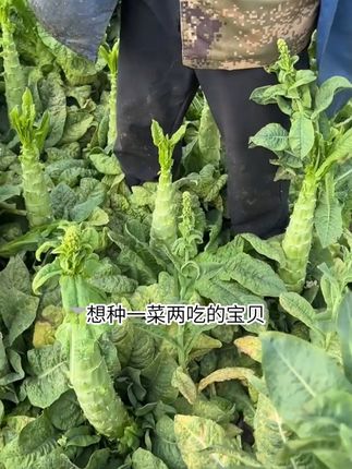 耐寒莴笋正适合现在种,满月采叶,两月采茎,速来 #青莴笋种子 #莴苣种子 #纯天然绿色蔬菜 #种菜 #莴笋种子