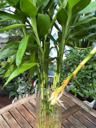 【富贵竹专用】营养液园艺肥料水培绿植烂根生根黄叶掉叶氮磷钾盆栽#富贵竹专用 #营养液 #园艺肥料 #水培绿植 #绿植