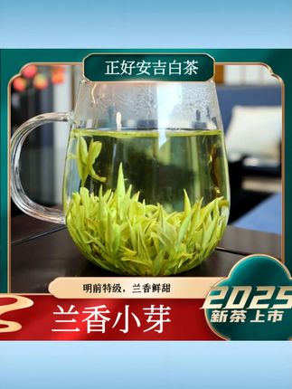 4 号【兰香小芽】2025 年溪龙正好安吉白茶春茶明前特级兰花香白茶 #兰香小芽安吉白茶 #2025 明前春茶 #溪龙正好白茶 #特级兰花香白茶 #安吉春茶
