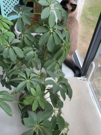 #猫咪 无添加勺子猫咪