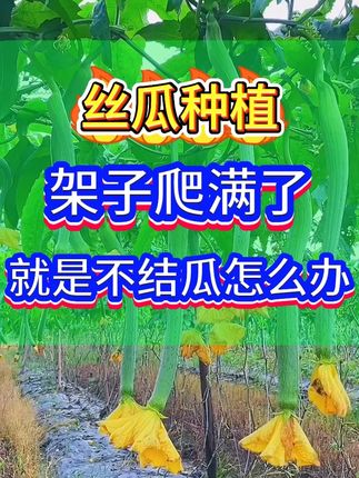 7月份丝瓜种植技巧 #丝瓜 #丝瓜种植 #蔬菜种植 #种植小技巧