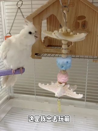 鹦鹉鸟用品玄风牡丹虎皮手养鹦鹉啃咬玩具磨喙补钙营养海星钙奶石#钙奶石 #海星钙奶石 #鹦鹉鸟用品 #鹦鹉啃咬玩具 #玩具